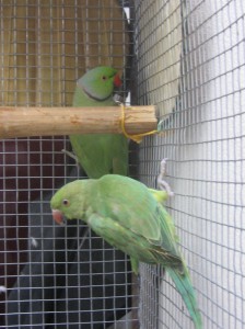 my parrots